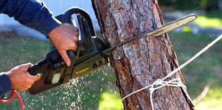 Winnemucca, NV Tree Removal and Landscaping Services Company